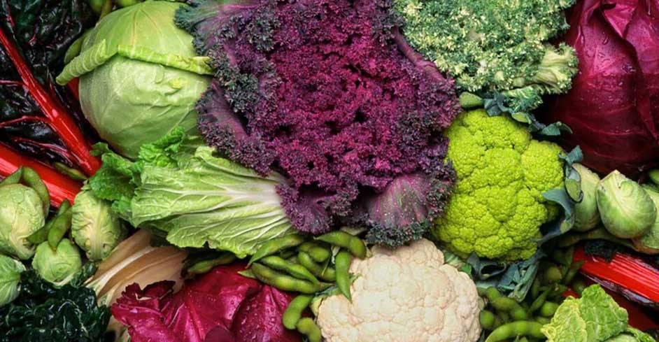 10 cancer fighting foods for dogs by PetWell